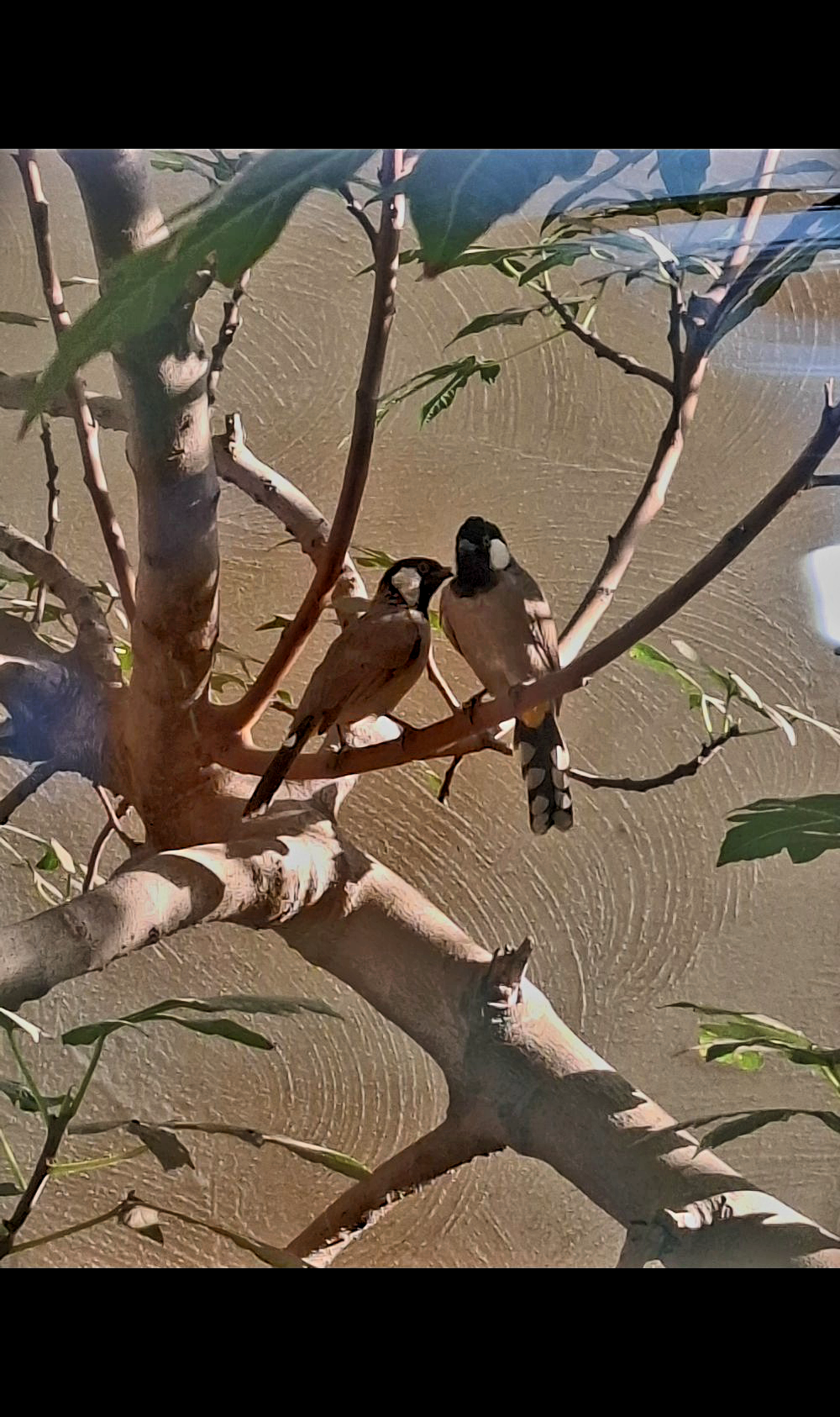 Before Love Learned to Speak"