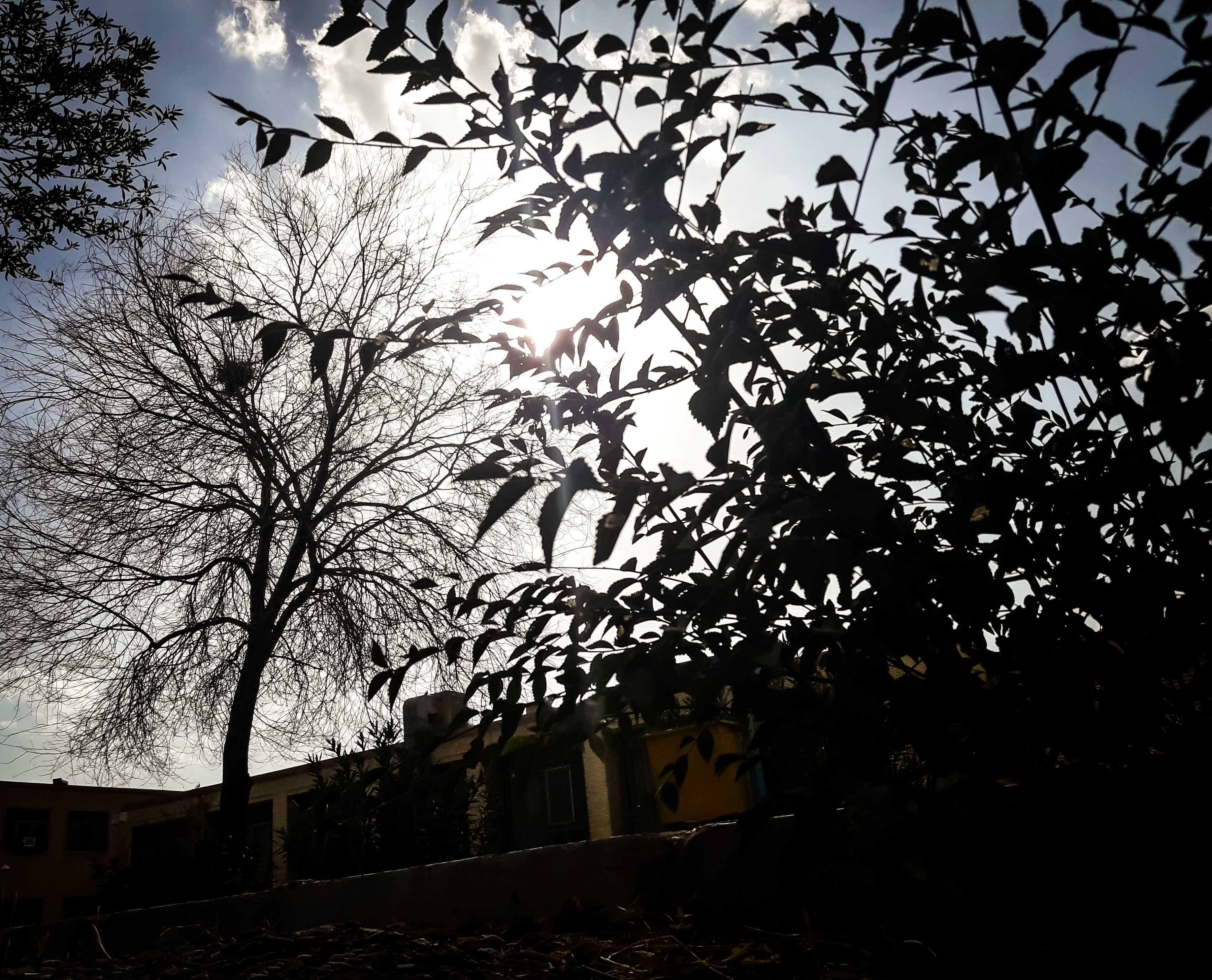 Echo of life in shadow