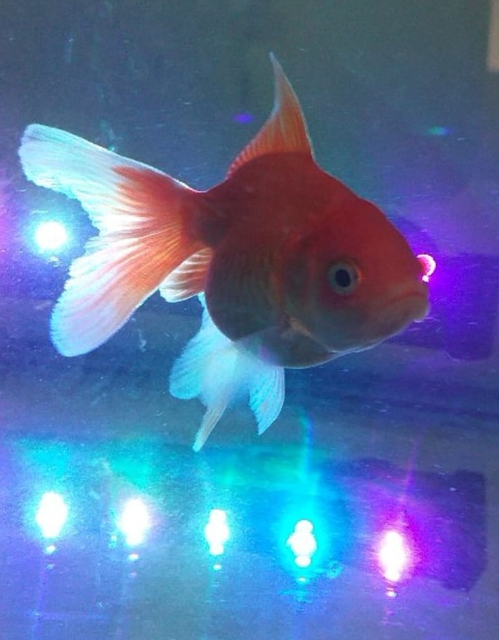 I have to keep trying