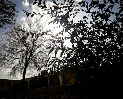 Echo of life in shadow