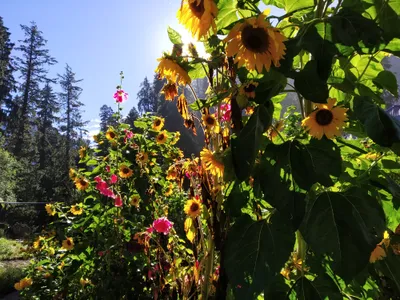 Flowers Learning Gravity