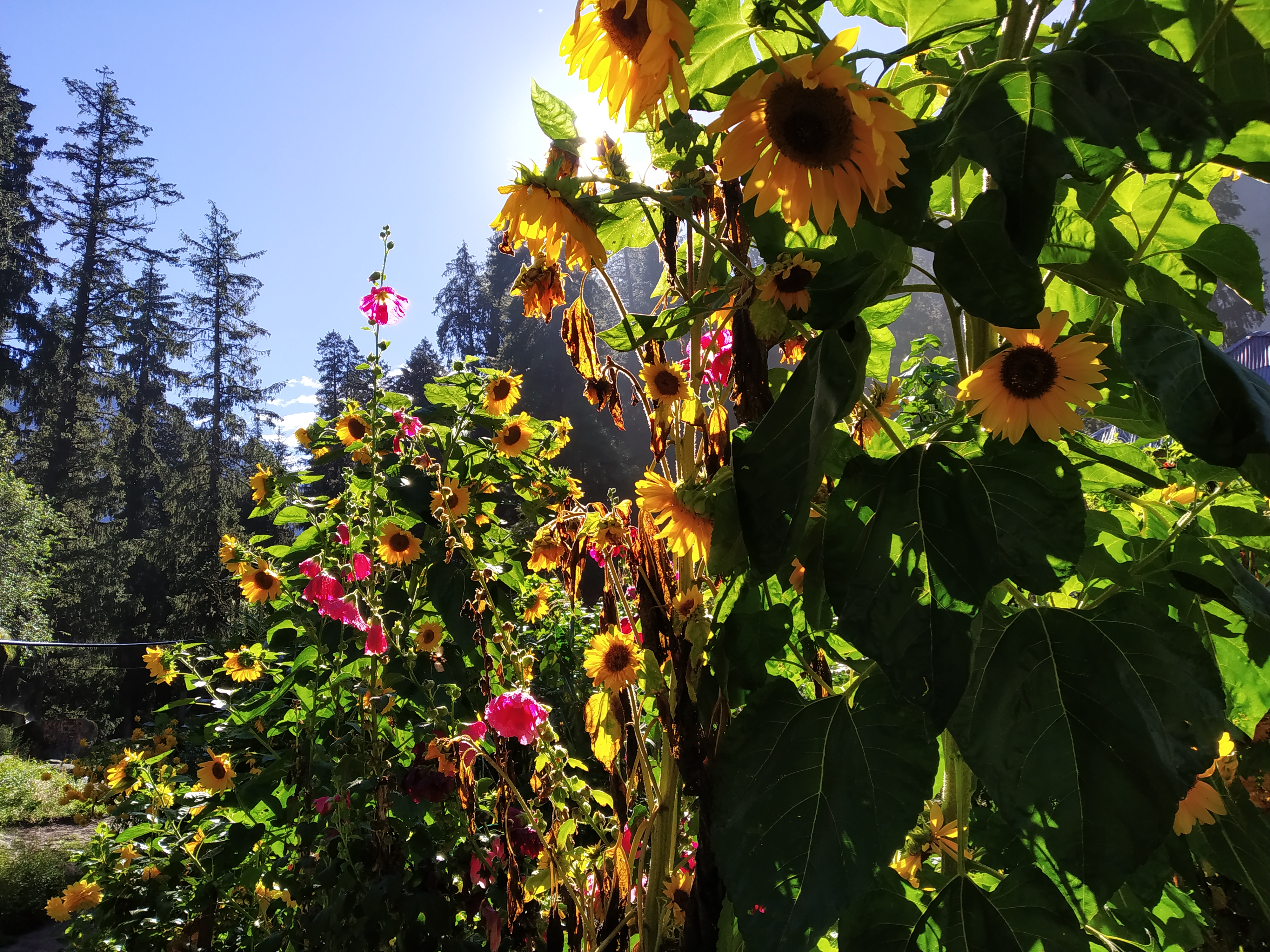 Flowers Learning Gravity