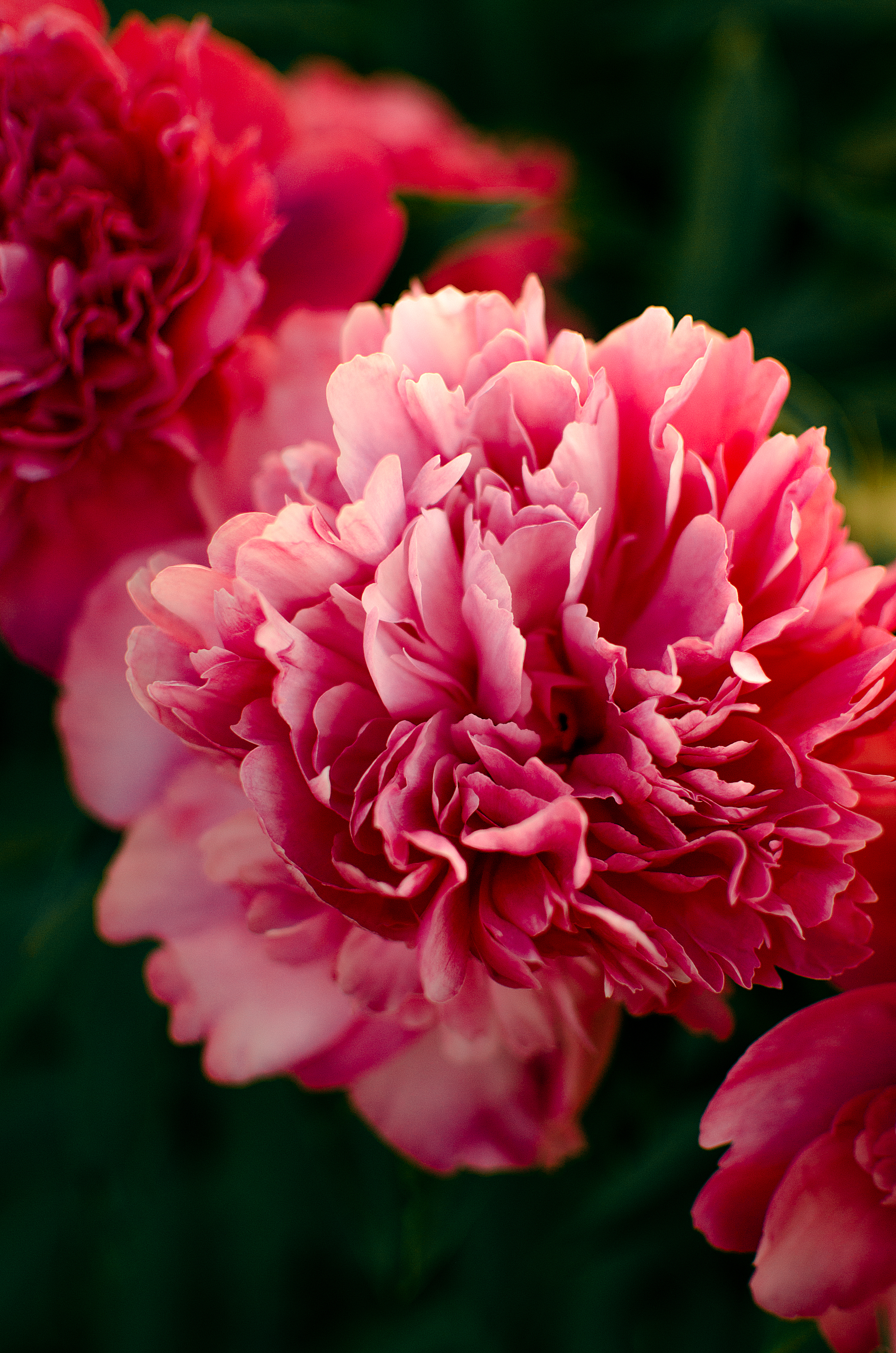 Garden peonies