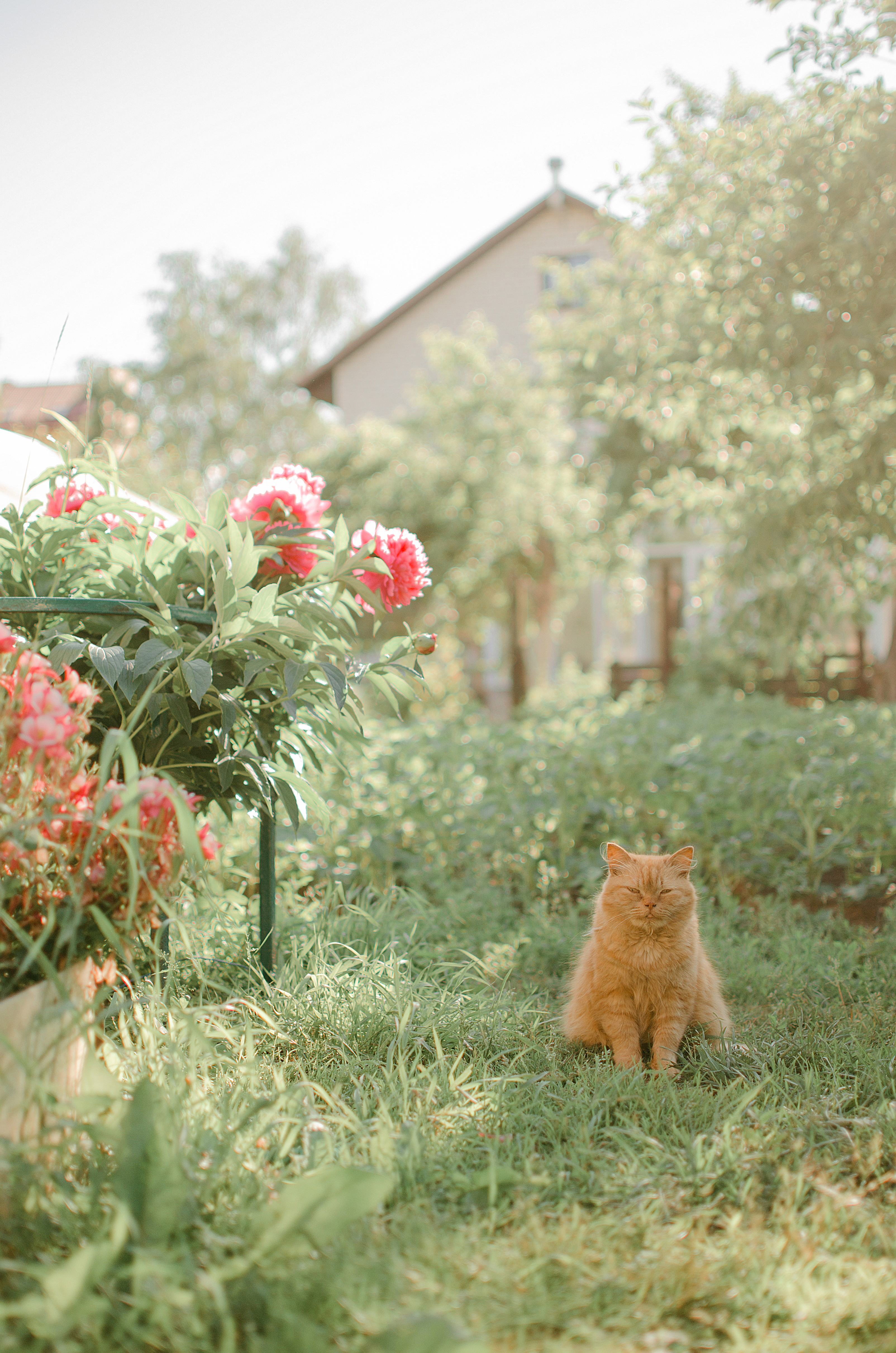 Cat the color of the sun