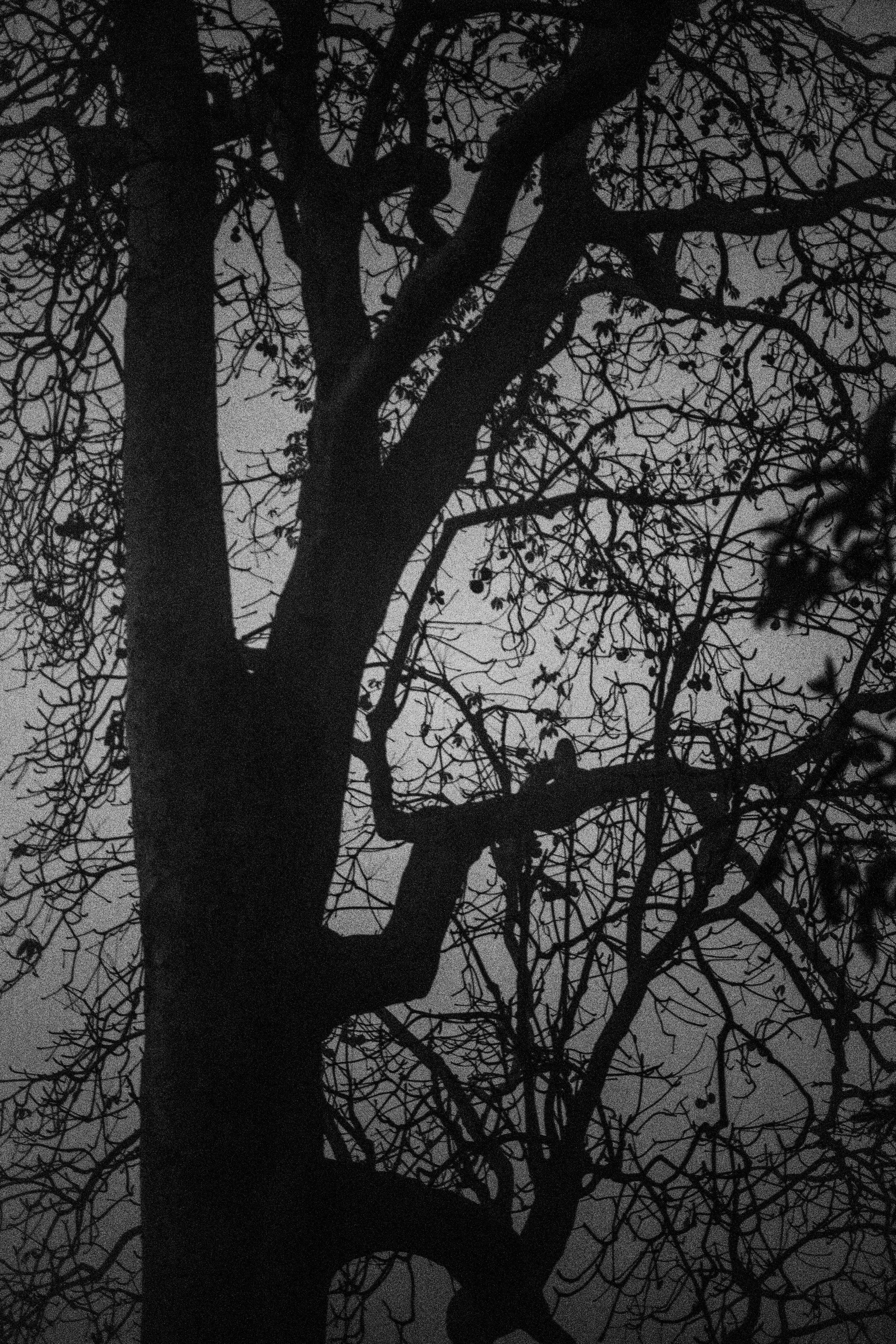 The Shape of Silence 2/365