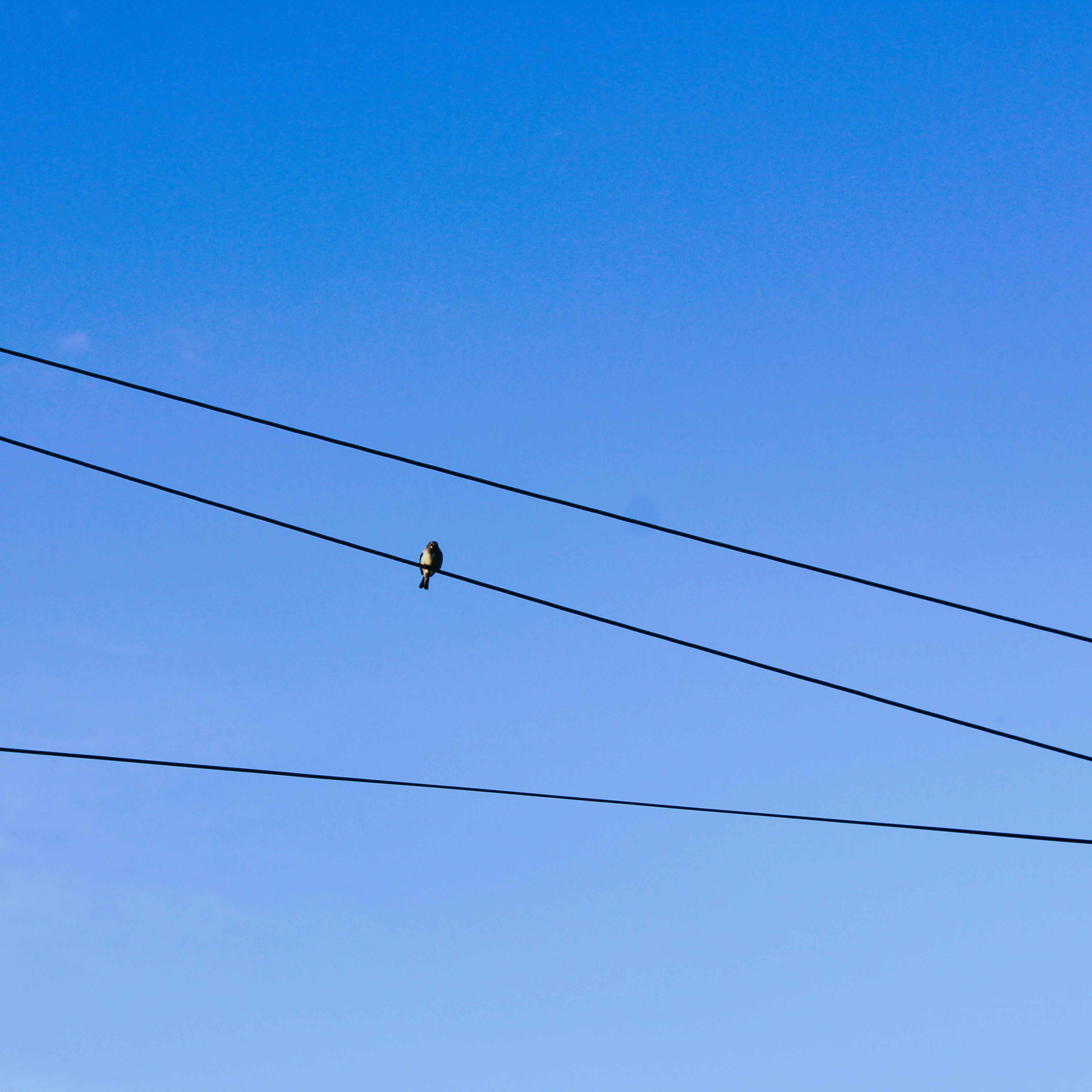 Solitude on Livewire