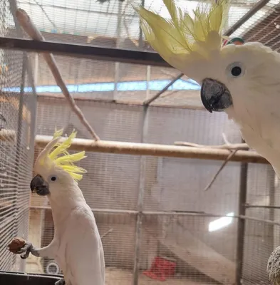 My birds