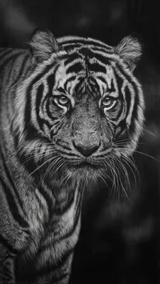Regal Gaze