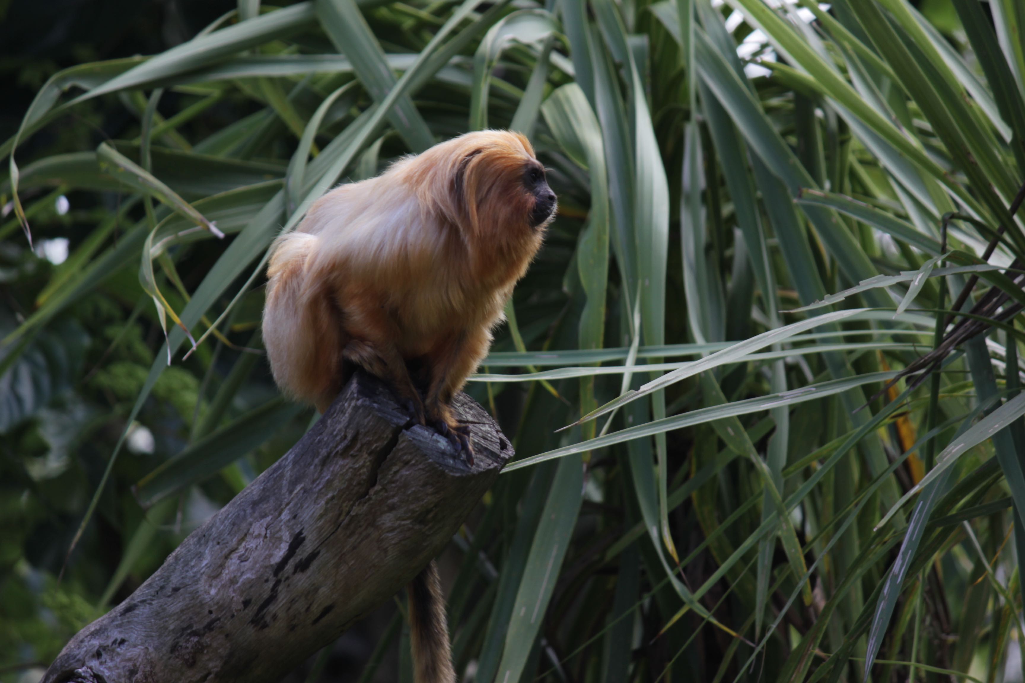 Golden lion tamarin